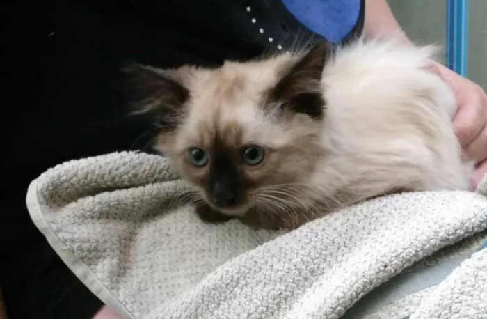 Gato ra a Siamês  idade 2 a 6 meses nome Katty 