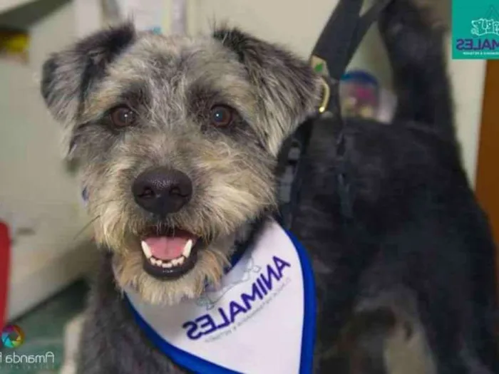 Cachorro ra a  Srd idade 2 anos nome Tobby