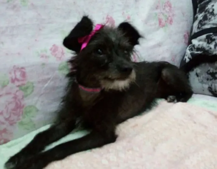 Cachorro ra a Pincher com poodle idade 1 ano nome Menina