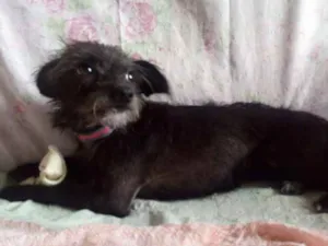 Cachorro raça Pincher com poodle idade 1 ano nome Menina