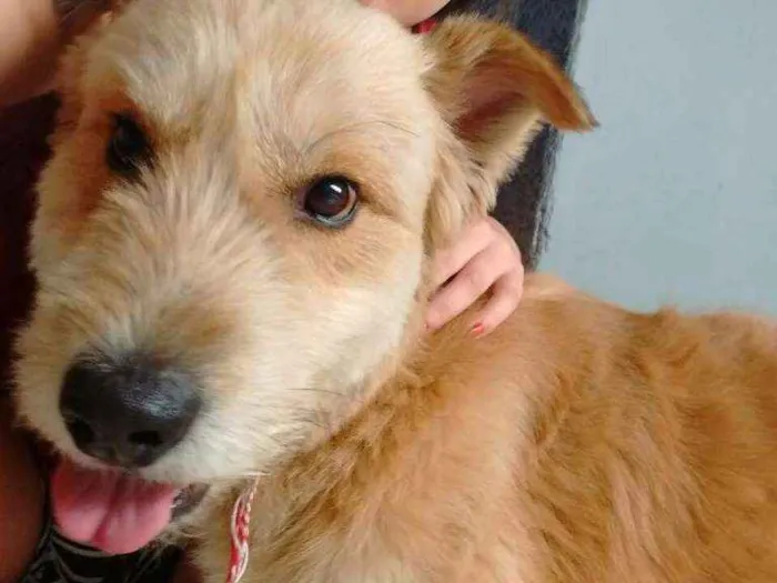 Cachorro ra a Viralata idade 5 anos nome Fred
