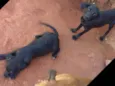 Eles ainda não tem