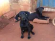 Eles ainda não tem