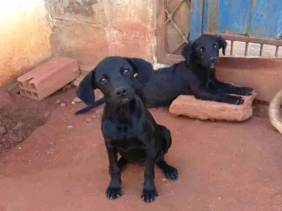 Cachorro ra a Vira lata idade 2 a 6 meses nome Eles ainda não tem
