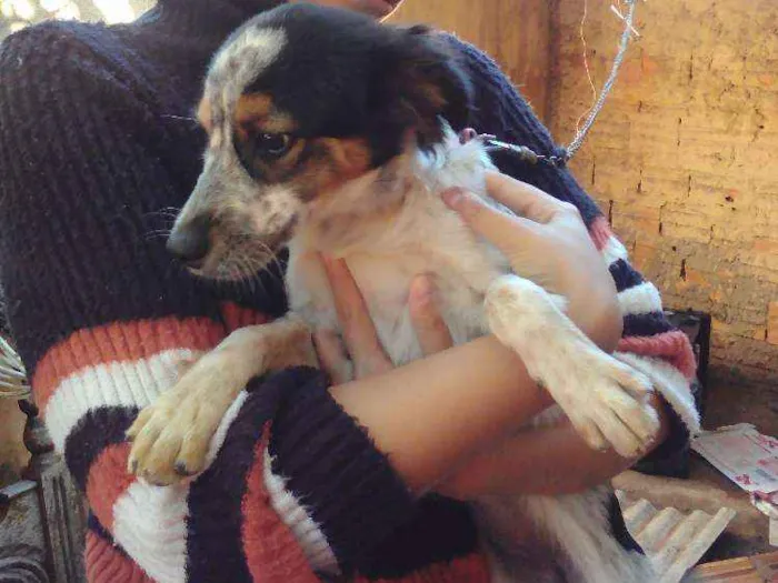 Cachorro ra a Não definida idade 7 a 11 meses nome Xena