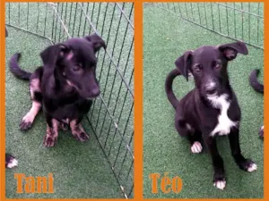 Cachorro raça Srd idade 2 a 6 meses nome Tani e Teo