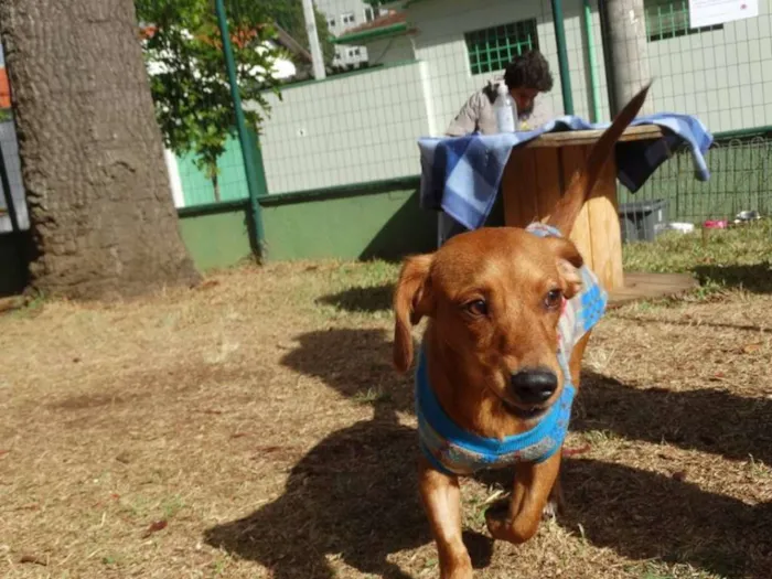 Cachorro ra a srd idade 1 ano nome Theo