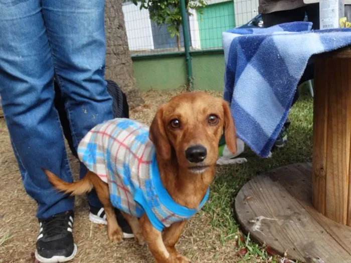 Cachorro ra a srd idade 1 ano nome Theo