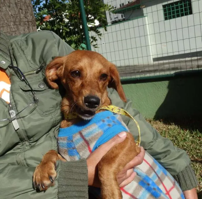 Cachorro ra a srd idade 1 ano nome Theo