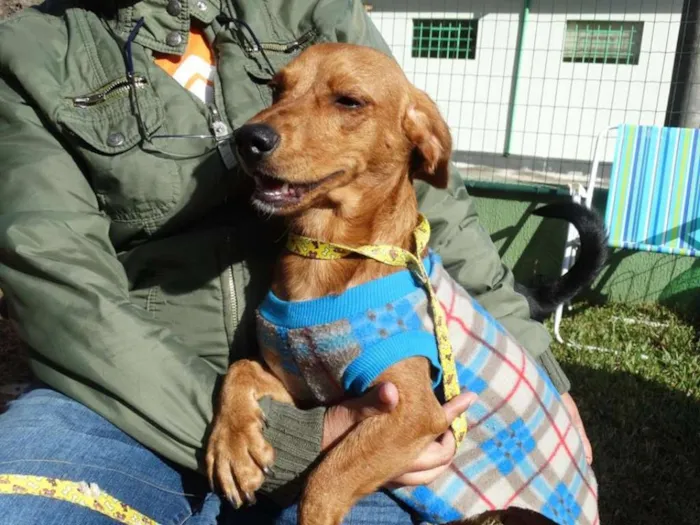Cachorro ra a srd idade 1 ano nome Theo