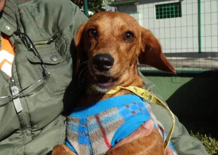 Cachorro ra a srd idade 1 ano nome Theo