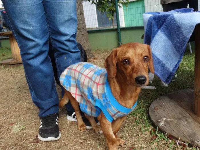 Cachorro ra a srd idade 1 ano nome Theo