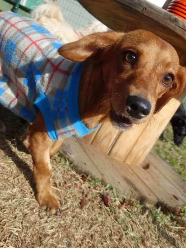 Cachorro ra a srd idade 1 ano nome Theo