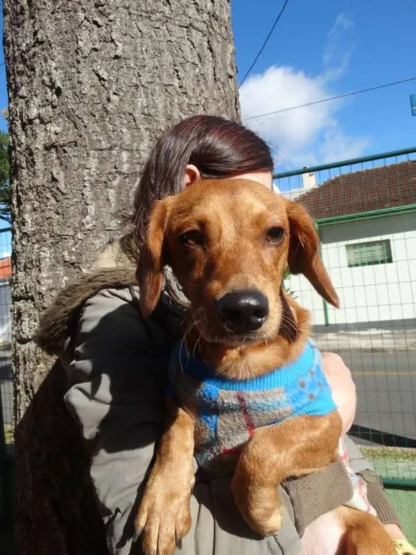 Cachorro ra a srd idade 1 ano nome Theo