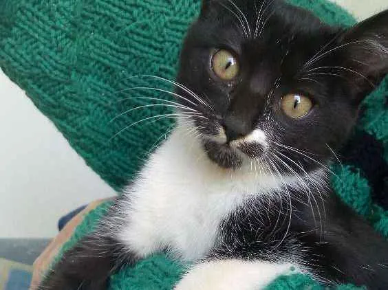 Gato raça  idade 1 ano nome Lary