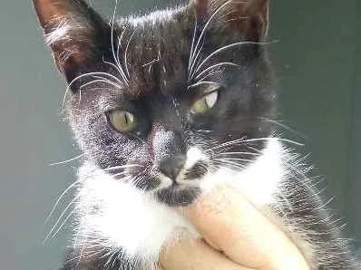 Gato raça  idade 1 ano nome Lary