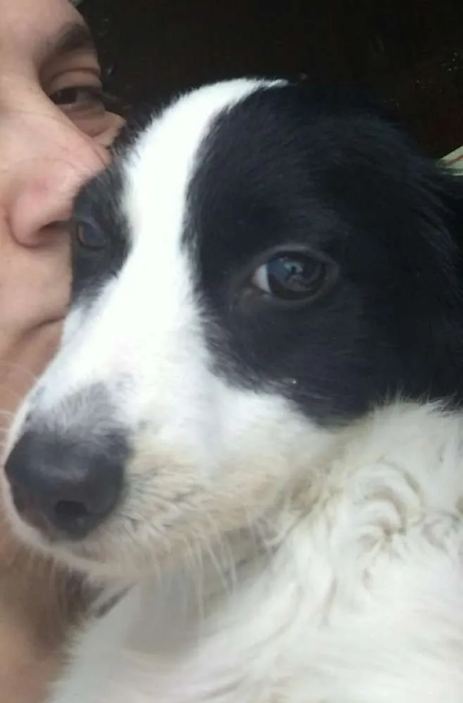 Cachorro ra a Srd idade 7 a 11 meses nome Alice 