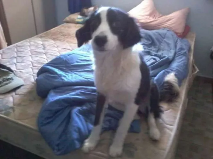Cachorro ra a Srd idade 7 a 11 meses nome Alice 