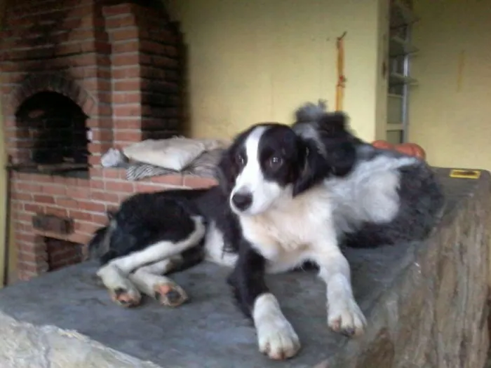 Cachorro ra a Srd idade 7 a 11 meses nome Alice 