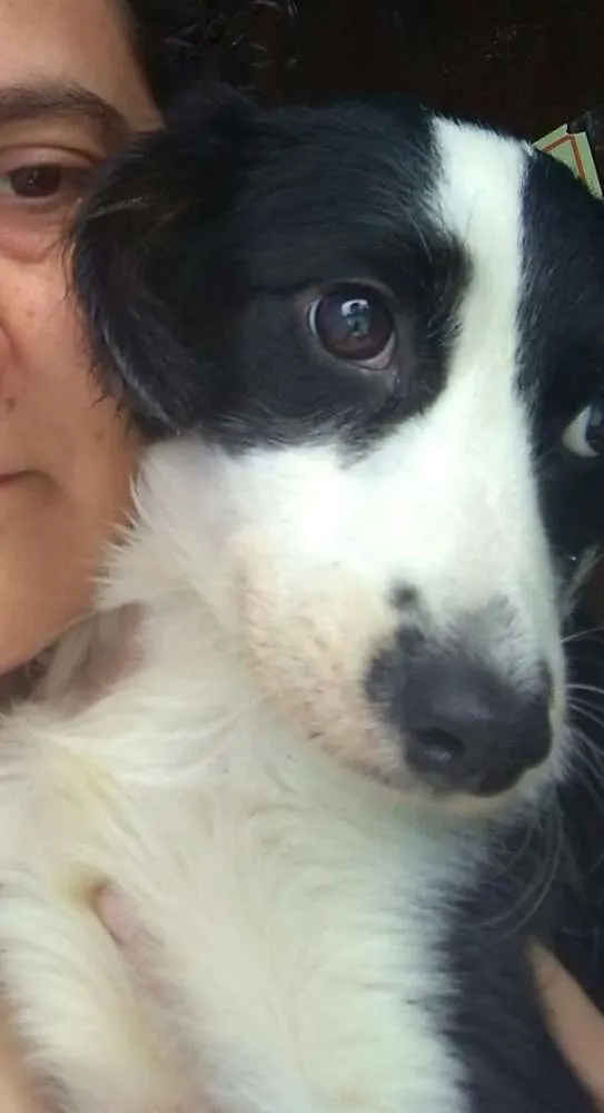 Cachorro ra a Srd idade 7 a 11 meses nome Alice 