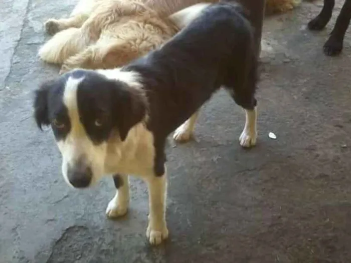 Cachorro ra a Srd idade 7 a 11 meses nome Alice 
