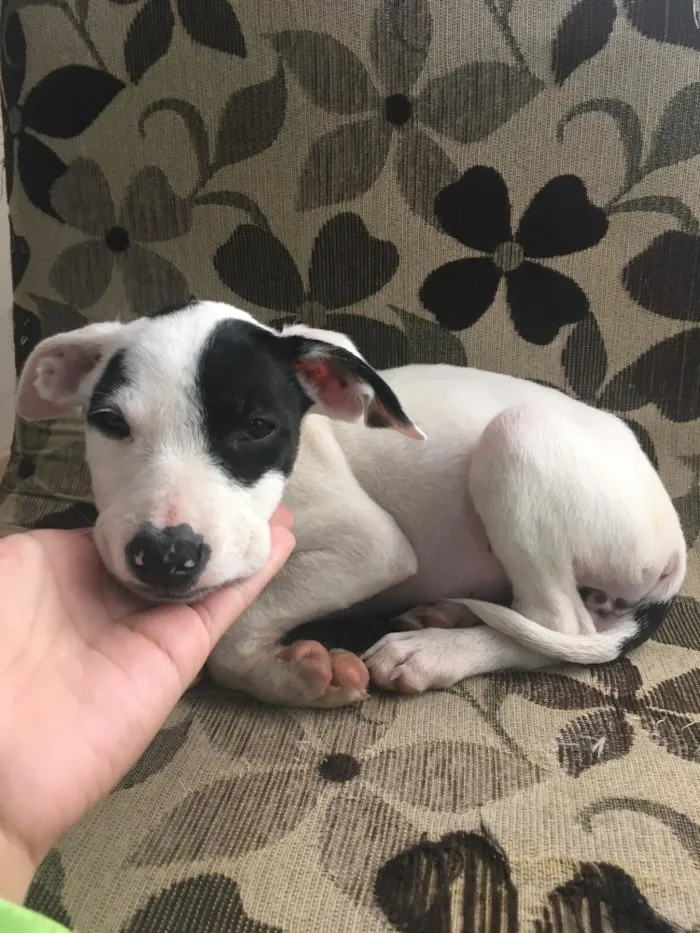 Cachorro ra a Sem raça definida  idade 2 a 6 meses nome Sem nome 