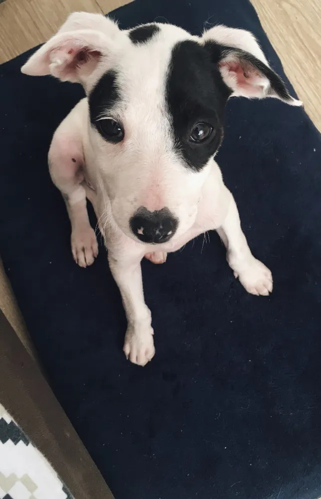 Cachorro ra a Sem raça definida  idade 2 a 6 meses nome Sem nome 