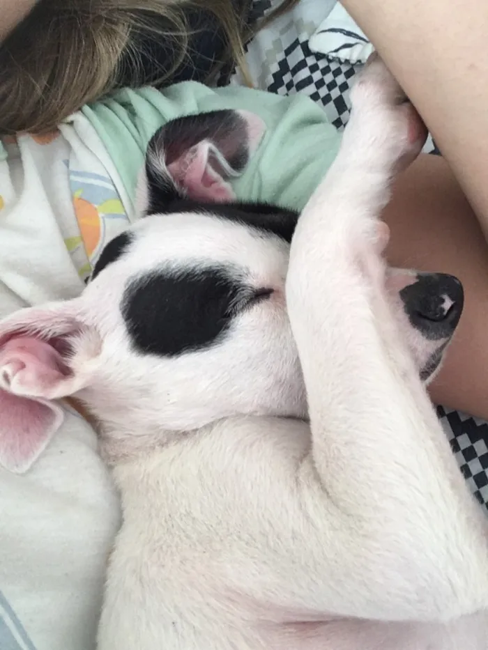 Cachorro ra a Sem raça definida  idade 2 a 6 meses nome Sem nome 