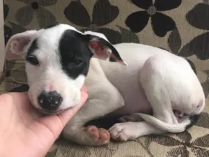 Cachorro raça Sem raça definida  idade 2 a 6 meses nome Sem nome 