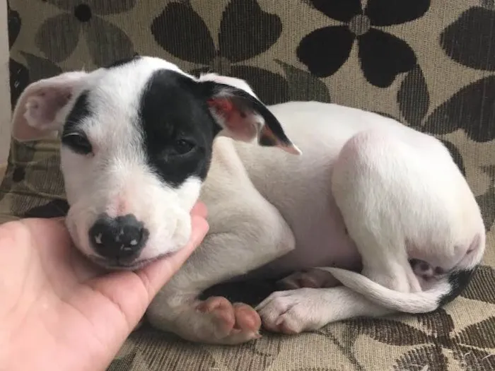 Cachorro ra a Sem raça definida  idade 2 a 6 meses nome Sem nome 