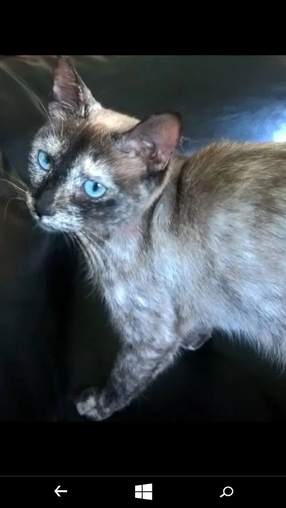 Gato ra a SRD idade 1 ano nome Gisele
