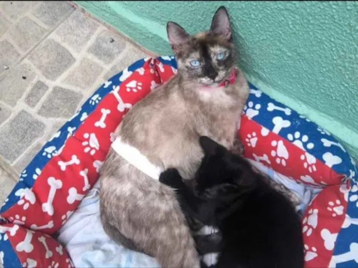 Gato ra a SRD idade 1 ano nome Gisele