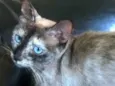 Gisele