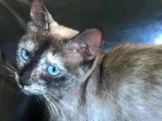 Gato ra a SRD idade 1 ano nome Gisele