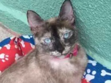 Gato ra a SRD idade 1 ano nome Gisele