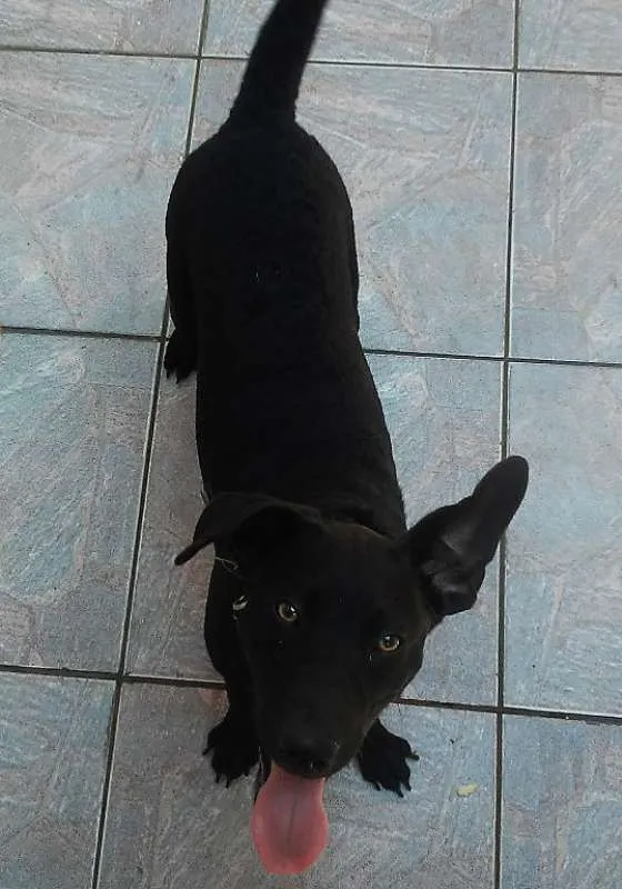 Cachorro ra a não sei idade 7 a 11 meses nome Mozzy