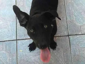 Cachorro raça não sei idade 7 a 11 meses nome Mozzy