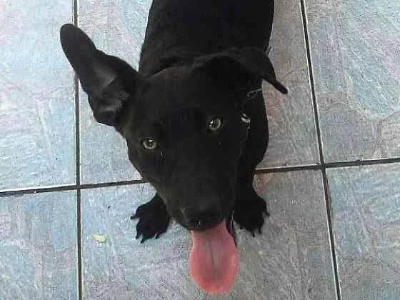 Cachorro ra a não sei idade 7 a 11 meses nome Mozzy