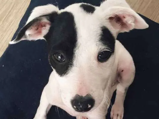 Cachorro ra a Sem raça definida  idade 2 a 6 meses nome Sem nome 