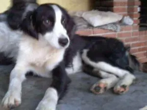 Cachorro raça Srd idade 7 a 11 meses nome Alice 