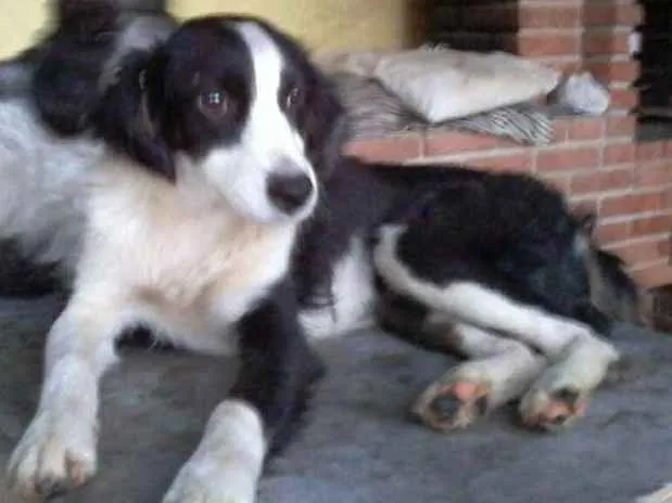 Cachorro ra a Srd idade 7 a 11 meses nome Alice 