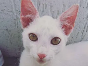 Gato raça - idade 2 a 6 meses nome -