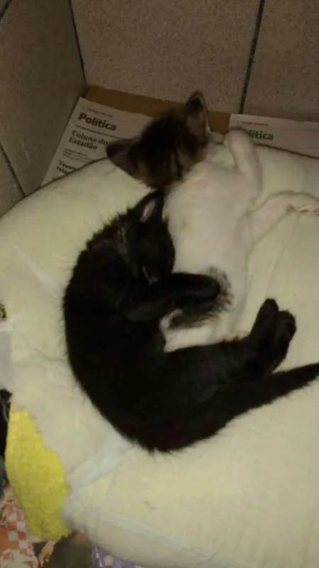 Gato ra a SRD idade Abaixo de 2 meses nome Narizinh@/Pedrinh@