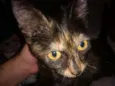 Mia