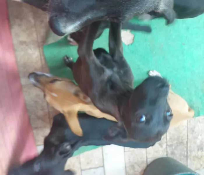 Cachorro ra a não definida idade 2 a 6 meses nome a definir