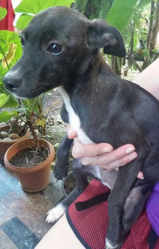 Cachorro ra a não definida idade 2 a 6 meses nome a definir