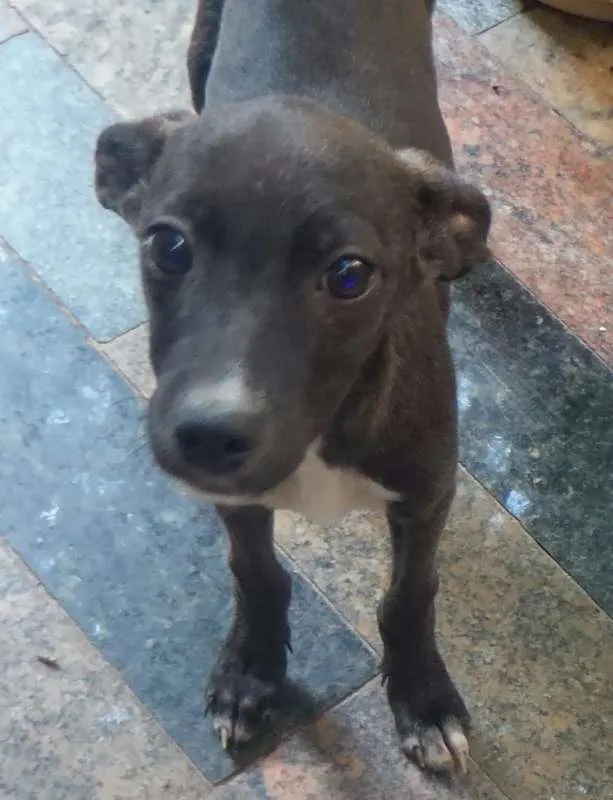 Cachorro ra a não definida idade 2 a 6 meses nome a definir
