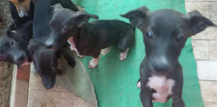 Cachorro ra a não definida idade 2 a 6 meses nome a definir