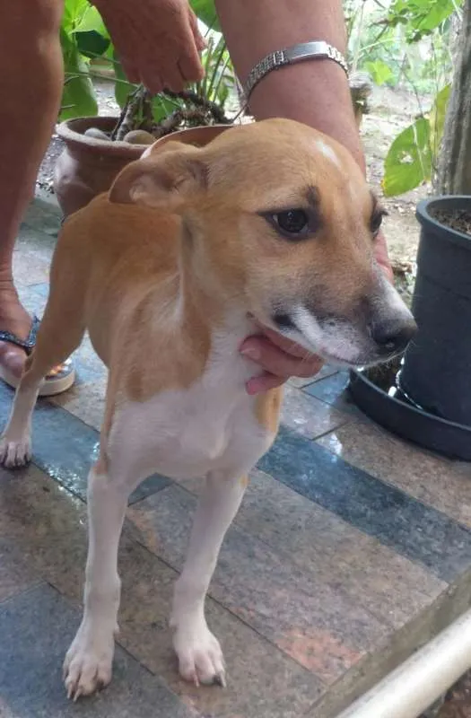 Cachorro ra a indefinida idade 2 a 6 meses nome a definir