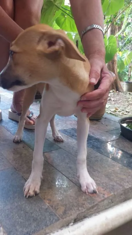 Cachorro ra a indefinida idade 2 a 6 meses nome a definir